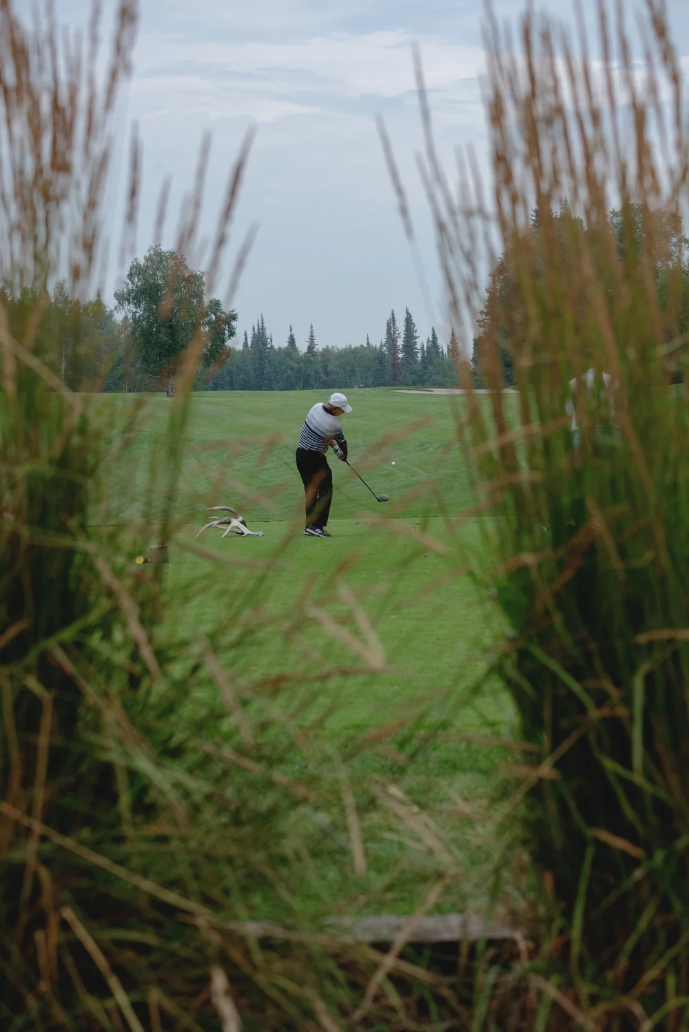 A golfer taking a shot on a golf course, framed by tall grass
