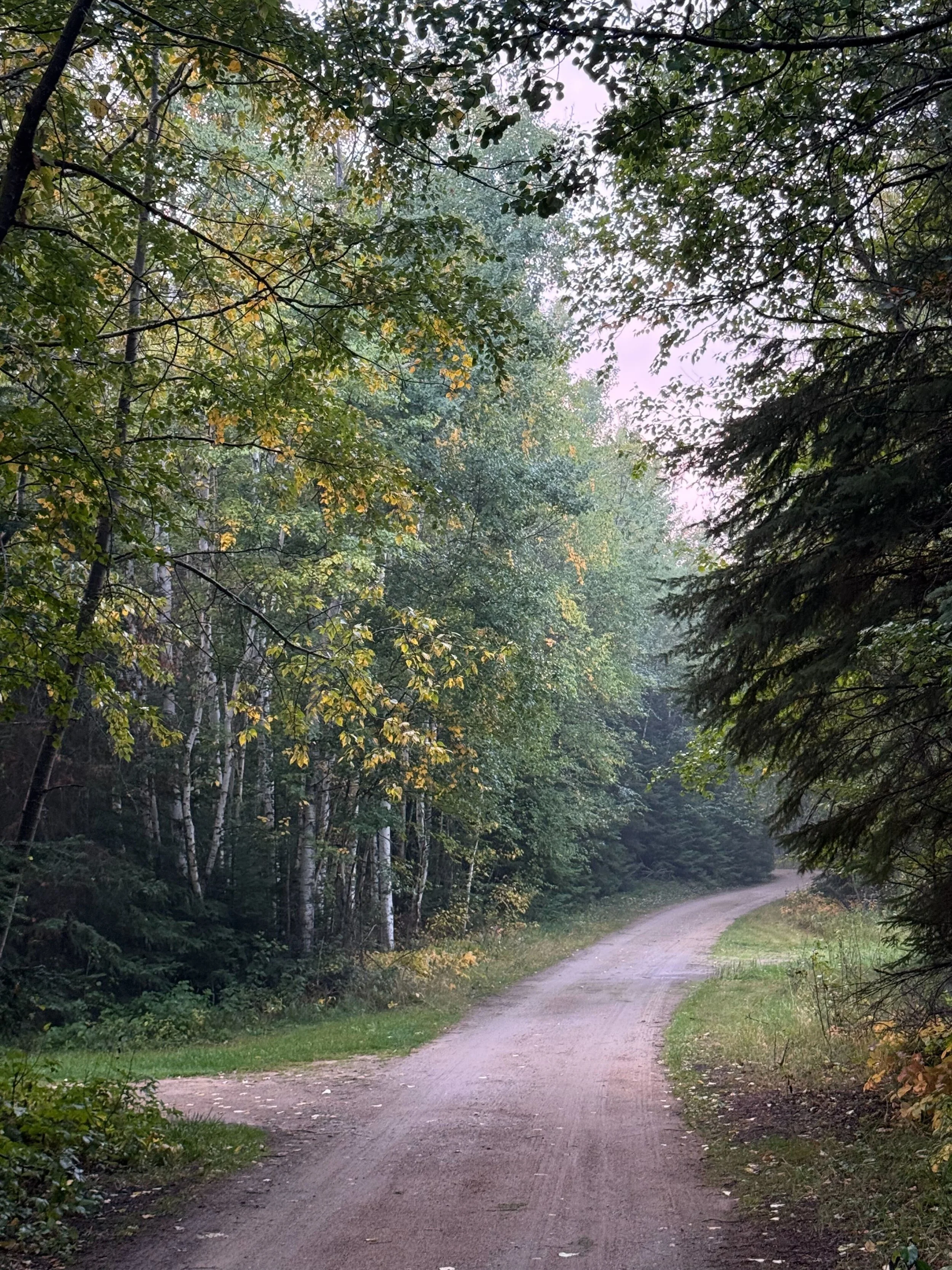 Trail through spruce and birch forest at Elk Ridge Resort