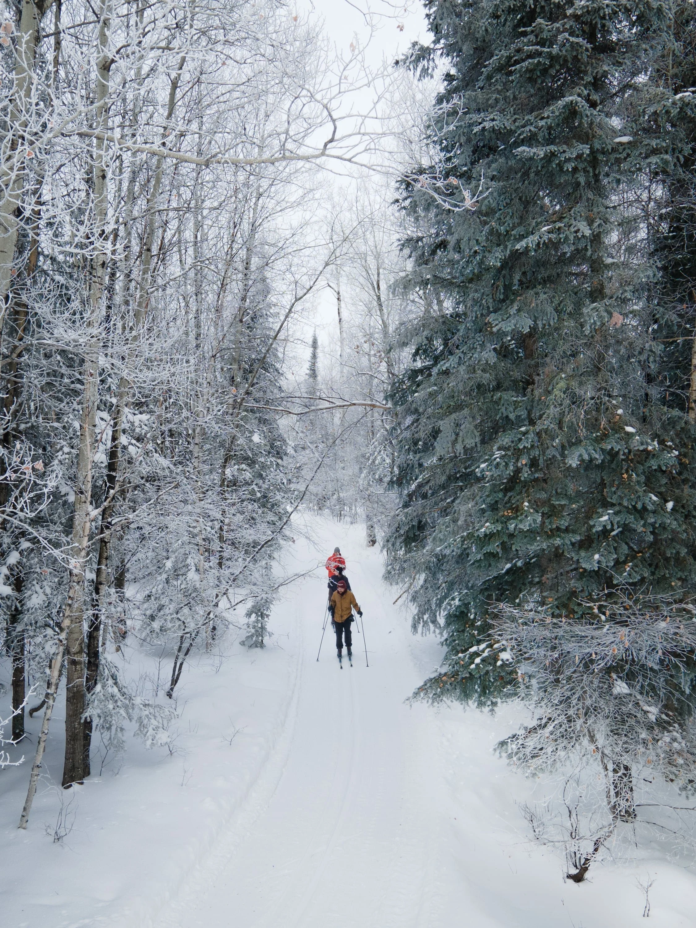 People cross-country skiing through a snowy forest