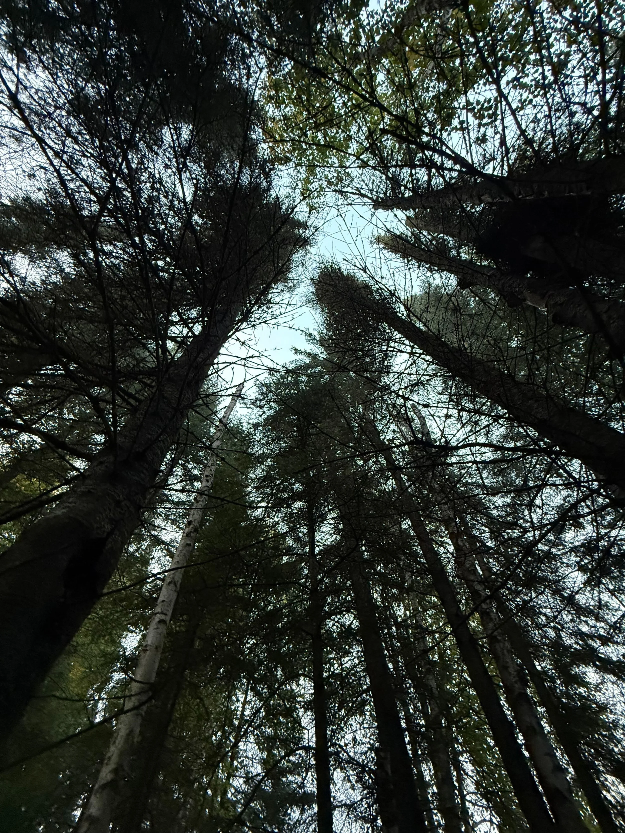 Hiker on a forest trail at Elk Ridge Resort