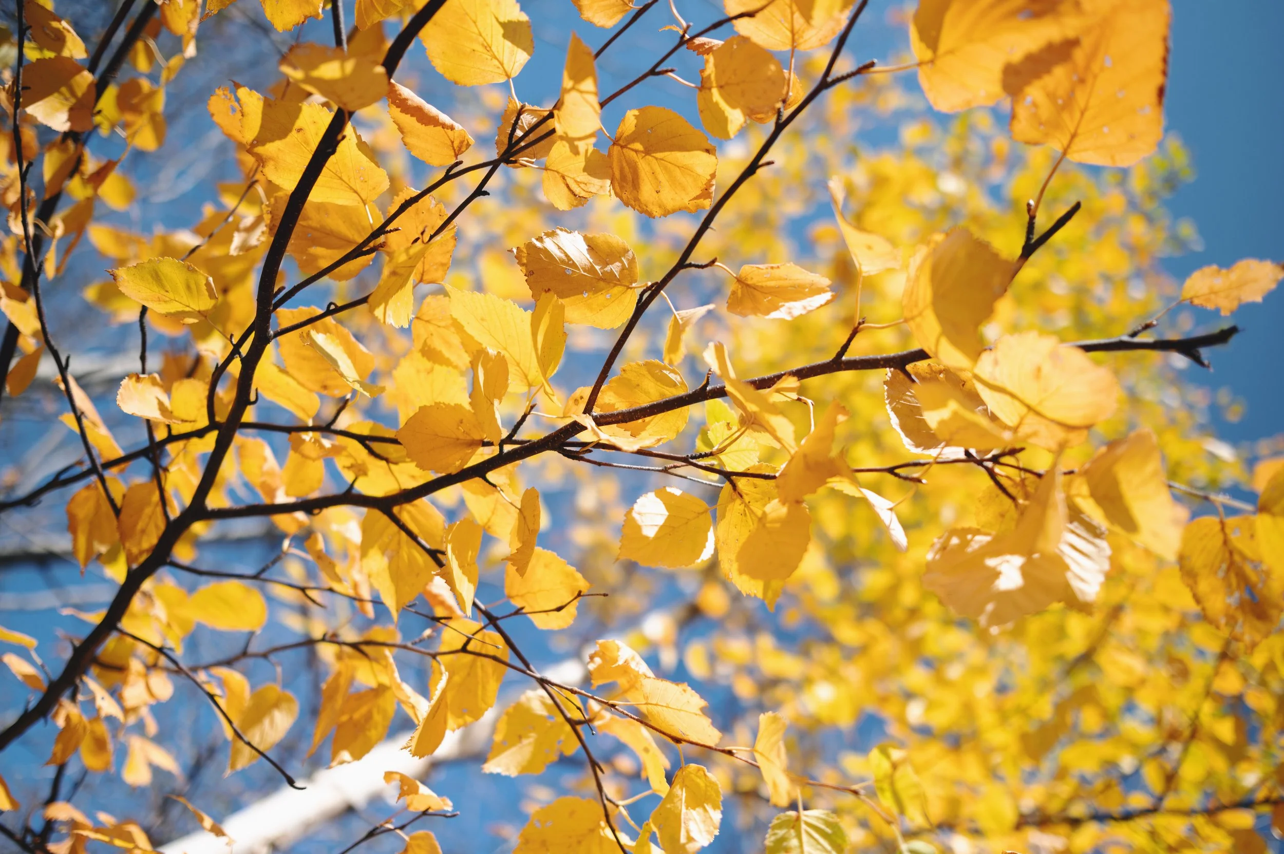 Golden autumn leaves against a blue sky