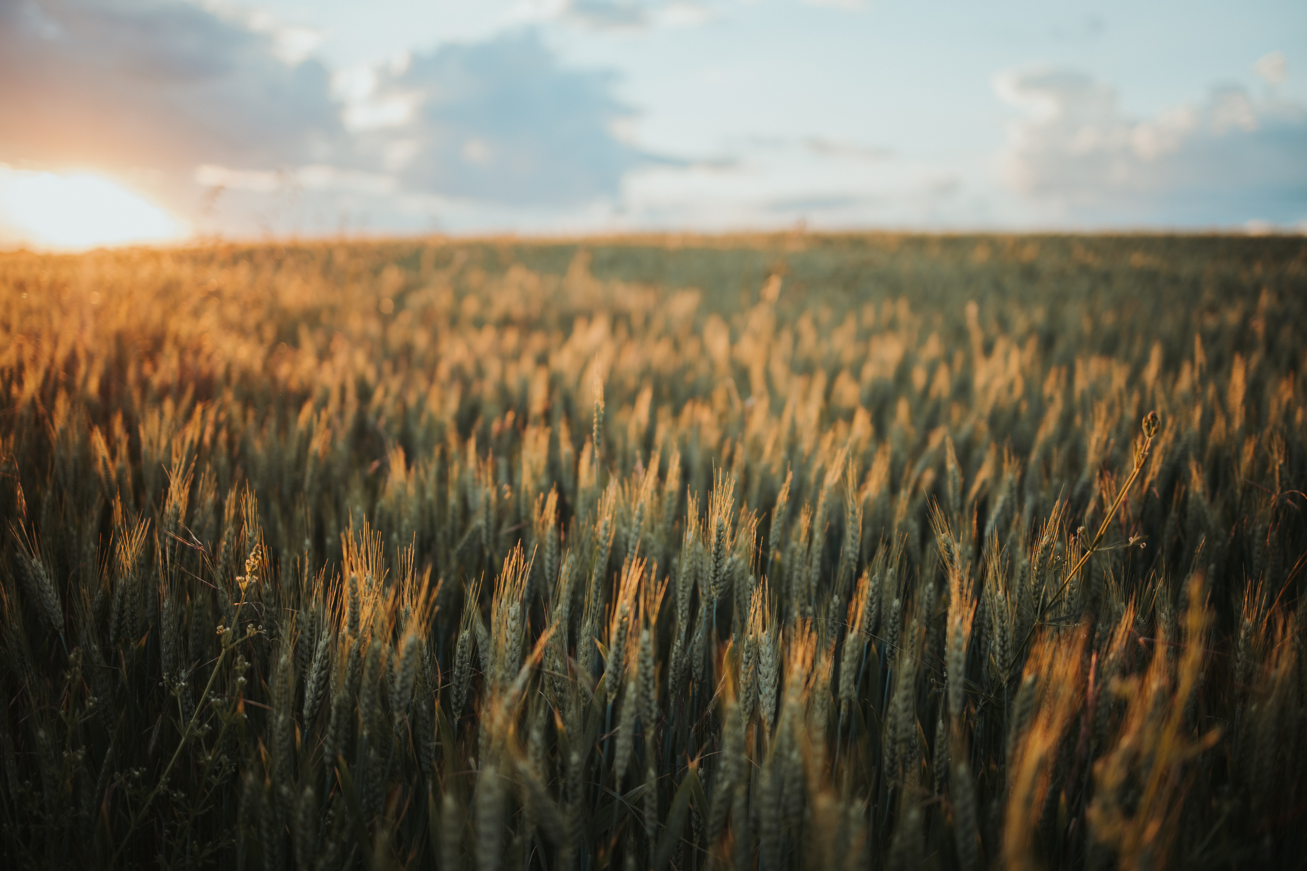 A wheat field turning gold at sunset under a wide prairie sky