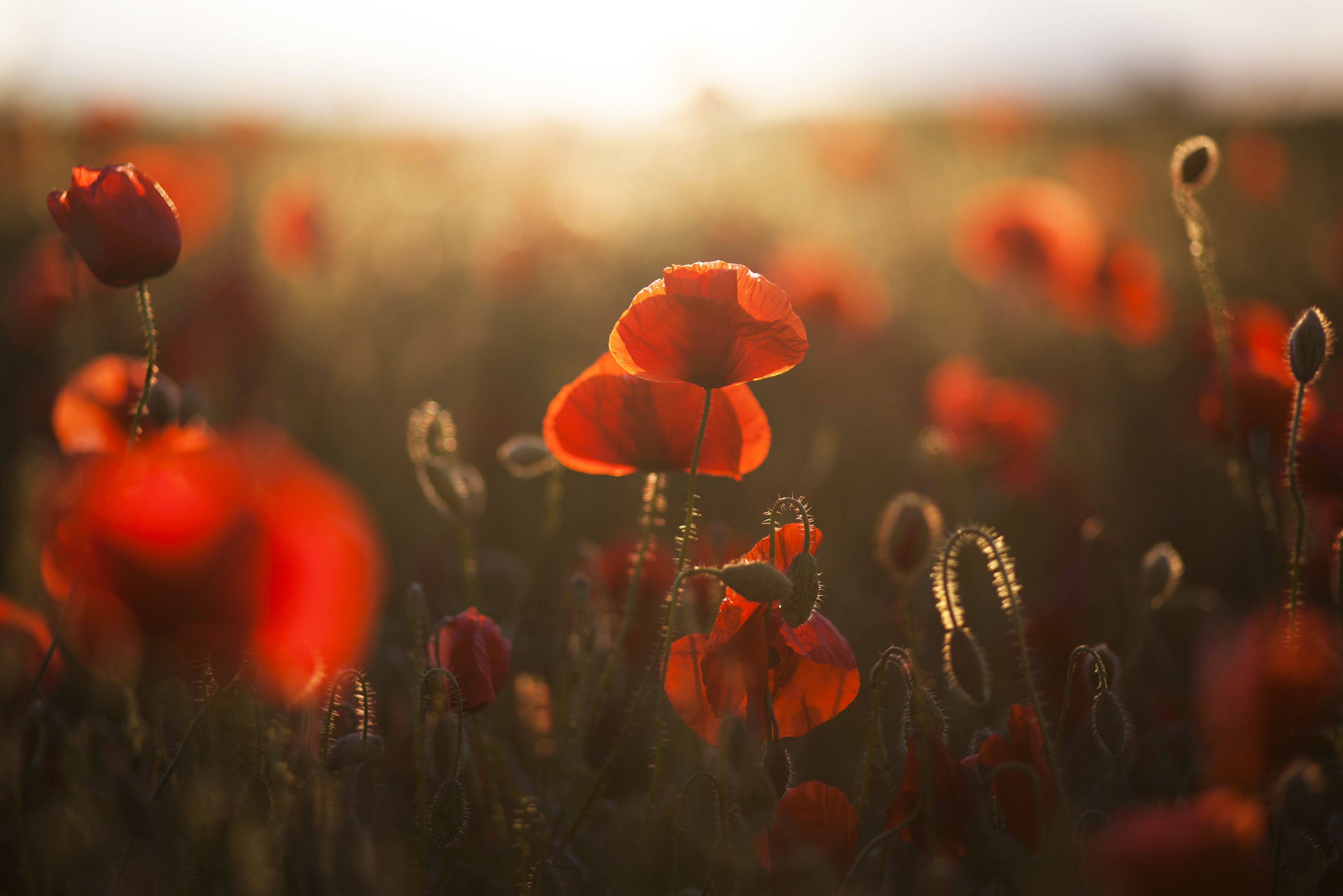 Red poppies backlit by low sun in a field at dusk